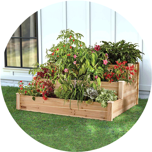 Three tiered cedar raised garden bed in a yard, with tomatoes and flower plants on every level.